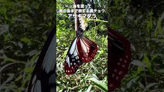 海を渡って南の島まで旅するチョウ【アサギマダラ】