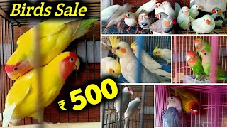 വിലക്കുറവിൽ പക്ഷികൾ കിട്ടുന്ന സ്ഥലം 🤩| Cheap Birds Shop