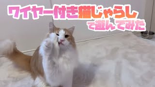 【新しいおもちゃ♪】ワイヤー付き猫じゃらしで遊ぶノルウェージャンフォレストキャット