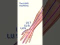 the lung meridian acupuncture points acupuncturepoints