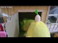 「　やりたい放題のまっちゃと文鳥動画　」　文鳥＆コザクラインコ