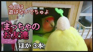 「　やりたい放題のまっちゃと文鳥動画　」　文鳥＆コザクラインコ