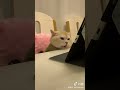 ホラー映画を見る猫、笑 shorts