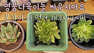 [분갈이 서열전쟁]귀한 마리아녹금. 명품창 모나리자. 화려한 레오파드금