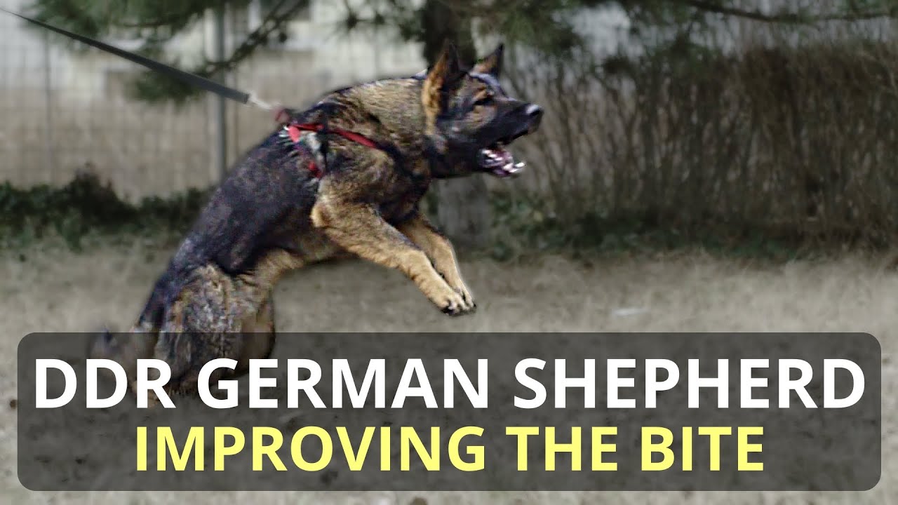 Ddr Gsd Workout Youtube