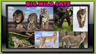 Big Wild Cats Pictures and Details | Important Cats Felidae Family | Carnivorous Cats of Jungle