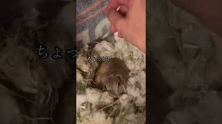 撫でる手を止めるたび鳴くベルちゃん🐿［リチャードソンジリス］