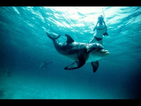 Swimming With Dolphins In The Wild Youtube