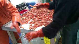 Sorting Squat Lobster