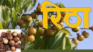 रिठयाचे आरोग्यदाई फायदे / Health Benefits of Ritha / रिठा के औषधी गुण