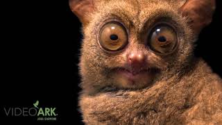 A western tarsier (Cephalopachus bancanus bancanus) at Ragunan Zoo in Jakarta, Indonesia.