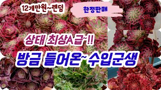 금강이모네다육 신상수입군생 방금도착!! 한정판 12개만원💕연희금 골드로즈  엘리자베스등