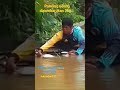 Pancing udang disambar ikan besar#mancing udang#shortsvideo#