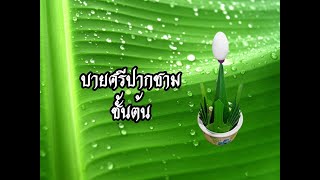 บายศรีปากชาม : บายศรีปากชามชั้นต้น #1