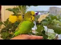 Говорящий и поющий песню волнистый попугай. Cute budgie sings a song