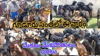 gudur sheep goats market#Today 9-8-2024 గూడూరు మార్కెట్ లో  మేకలు మేకపోతులు ధరలు (వెంకీ 6305662856)