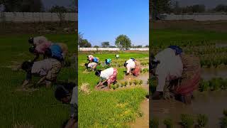 ప్లీజ్ సబ్స్క్రయిబ్ 🌱🌱