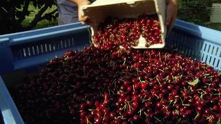 Mainland Australian cherries take to the air