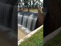 Detik detik terjun bebas bendungan plester..