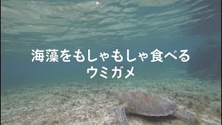 海藻をもしゃもしゃ食べるウミガメ｜宮古島でシュノーケリング