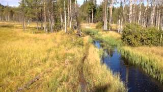 honda crf450x in swamp spb