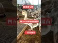 狮头鹅苗孵化厂 原种一号狮头种鹅 狮头鹅 animals