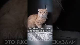 Наконец-то могу снимать. #cute #cat #funny #funnycat #подпишись #лайк #рек #врек #актив