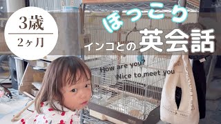 3歳の娘がインコと英語でおしゃべり！笑いが止まらないオモシロ英会話