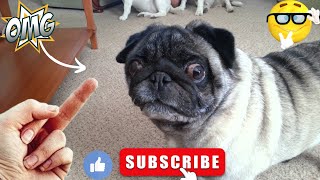 Dog Really Hates Middle Finger | Funny Dogs | Angry Dogs Compilation