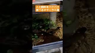 人工飼料をバクバク食べるオヤニラミ達