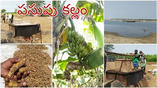 Turmeric farming | పసుపు తయారీ విధానం| Kollipara Krishna River | Turmeric Cultivation |Pasupu Making