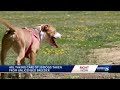 arl of iowa cedar county sheriff s office rescue 30 dogs from unlicensed breeder