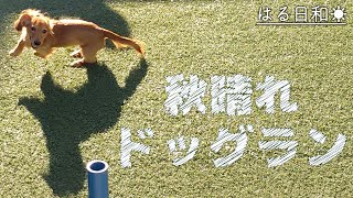 秋晴れのドッグランを全力で楽しむカニヘンダックス【お台場ドッグリゾート】