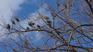 A tree full of Starlings