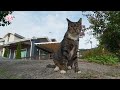 천방지축 고양이가 처음으로 뱀과 마주친다면...😨😨 how a mischievous cat reacts when it encounters a real snake