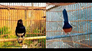 top super kicauan burung murai batu vs kacer,kacer bird vs stone magpie