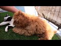 ベランダドッグランで遊ぶ子犬と猫@puppy and cat