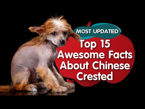 Do Chinese crested dogs bark alot?