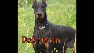 bakın burda ne gördüm bacım DobeRman