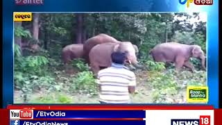 75 Elephants Menance in Champua - Etv News Odia