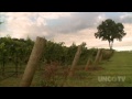 NC WEEKEND | Raffaldini Winery and Vineyards | UNC-TV