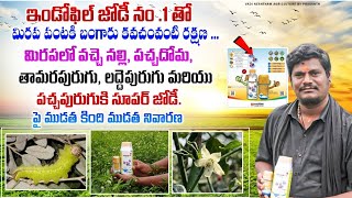 #మిరప లో పై ముడత కింది ముడత.?#Black Trips Red Mites Control With #Alecto And #Ceasemite Combination