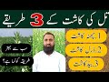 Sesame Sowing Methods in Pakistan||Bilal Kanju Official