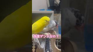 ［165］求愛ダンス！？#shorts #桜文鳥 #求愛 #セキセイインコ #ルチノー