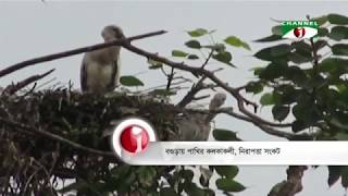 বগুড়ার শিবগঞ্জ উপজেলার বিহারহাটে আশ্রয় নিয়েছে শামখোল পাখি