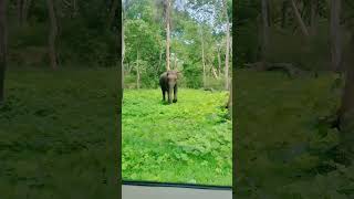 പാവം ഒരു കുട്ടികൊമ്പൻ #shorts #shortvideo #elephant #ആന