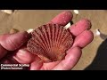 finding seashells in the mangroves wentletraps u0026 thorny oyster shelling shell