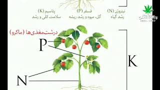 کود و کوددهی گیاه ماریجوانا _ ماریجوانا  یا کانابیس چه کودهایی لازم دارد_ماریجوانا چه کودی لازم داره