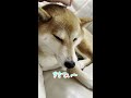 【柴犬のうみ】撫でられて気持ちいい柴犬 shorts 柴犬 shibadog