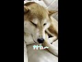 【柴犬のうみ】撫でられて気持ちいい柴犬 shorts 柴犬 shibadog